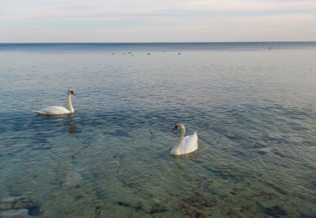 swans in black sea - swan, swans, black sea, bulgaria, nesebar