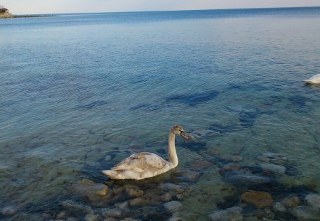 swan in bulgaria - swan, black swan, bulgaria, nesebar