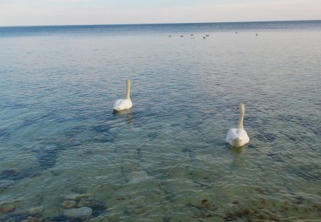 swans - swan, swans, bulgaria, nesebar