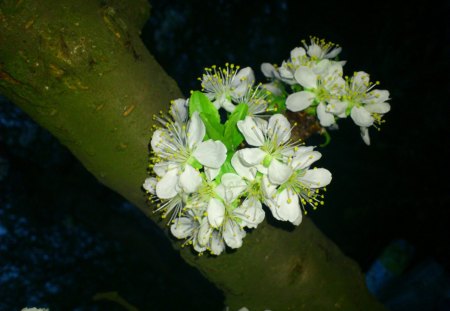 flowers - white, nice, flower, beautiful