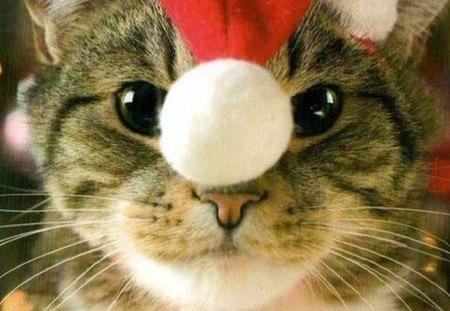 CHRISTMAS CAT - christmas, santa, kitten, cat