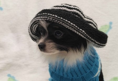 Elegance - hat, puppy, animals, photography, winter, funny, black, christmas, nature, white, dog, blue, snow, dogs, animal, cute