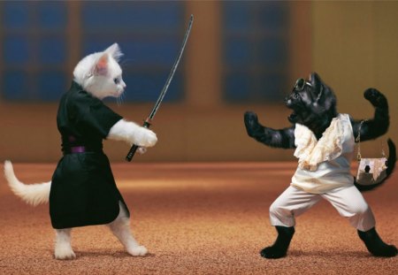 Kitten Combat - pretty, fantastic, great, stunning, animal, nice, kitten combat, sunglasses, samurai sword, abstract, sword, wonderful, marvellous, picture, cute, skyphoenixx1, wallpaper, animals, amazing, kittens, kitten, cats, outstanding, super, beautiful, sweet, samurai, cat, handbag, awesome, digital, adorable, kitty