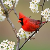 áƒ¦.Red Birdie on Tree.áƒ¦