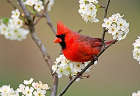 ღ.Red Birdie on Tree.ღ - pretty, calm, scenery, scene, christmas trees, flowers, celebrations, greeting, red birdie on tree, seasons, xmas, white flowers, stronger, beauty, colors, spark, cardinals, winter time, nature, cute, festival, holidays, forest, leaves, branches, brave, trees, winter, lovely, christmas, colorful, bright, chic, couple