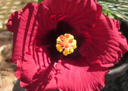 heart of hibiscus - blood red, lovely, special, killing