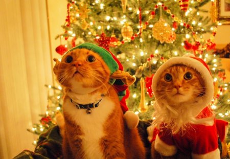 Joyful Christmas - costume, decoration, kitten, balls, tree