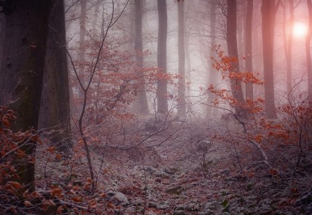 mystical forest in winter - leaves, winter, mystic, forest