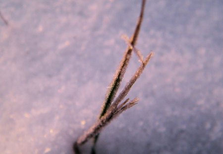 grass - winter, macro, grass, snow