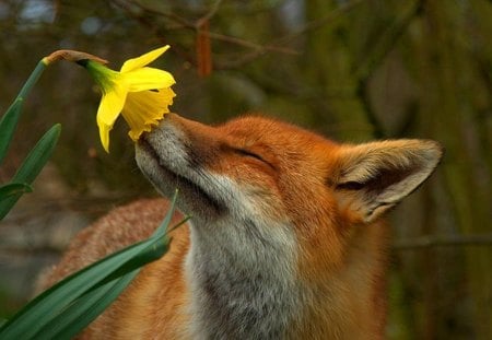 What a fragrance ! - fox, fragrance, wall, animal, flowers, spring