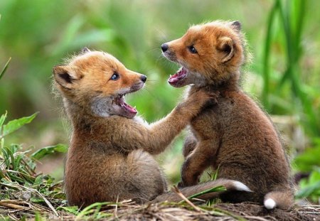 I'm glad to see you my frind ! - play, animal, fox, cute, spring, puppies, joy, wall