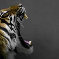 Tiger Roar
