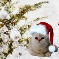 Christmas kitty