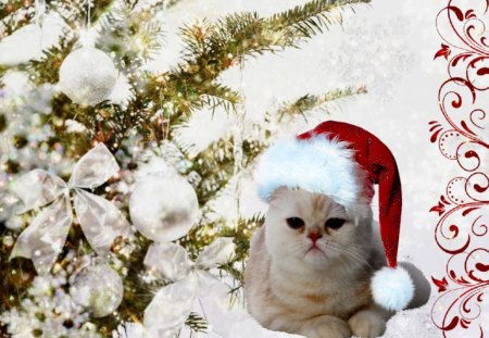 Christmas kitty - christmas, kitty