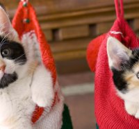 Kittens in a Stocking