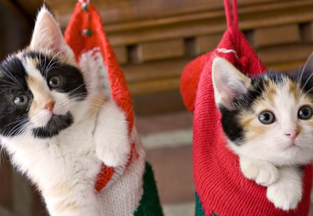 Kittens in a Stocking - kittens, cats, hanging, stockings, christmas, kitten