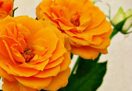 orange - beauty, orange, green, rose, cute