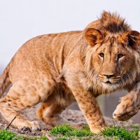 Crouching lion