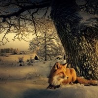 Winter fox