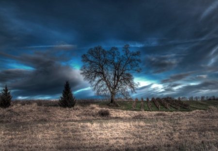 Trees - boxes, sky, trees, clouds