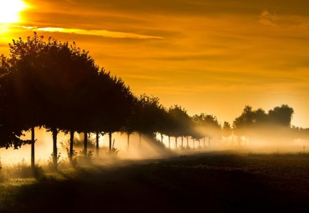 Sunset - rays, sunset, trees, clouds