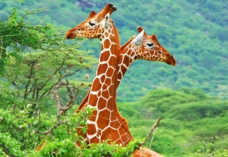 Two giraffes - two giraffes, trees, forest, leaves