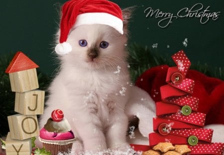 Xmas Cat - christmas, xmas, holidays, cat, animals