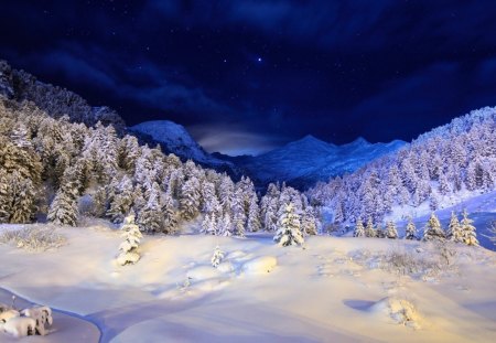 *** Magic winter night *** - trees, winter, nature, blue, snow, night, stars, sky