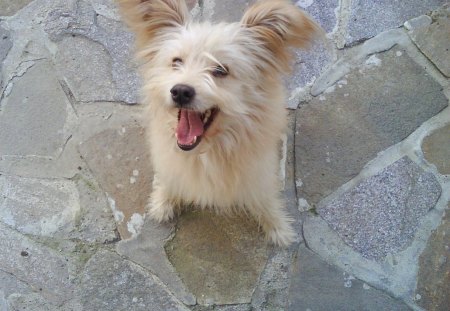 Shaggy is happy - cute, yellow, shaggy, happy