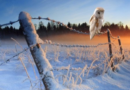 Winter owl - frosty, xmas, greeting, shine, other, whiter trees, amazing, cool, cold, holiday, frozen, silent, shining, nature, splendidly, celebration, beautiful, seasons, travels, peaceful, photography, mountains, wonderful, mist, gorgeous, quiet, winter time, rivers, magnificent, winter, christmas, splendor blue in winter, splendor, miracle, fog