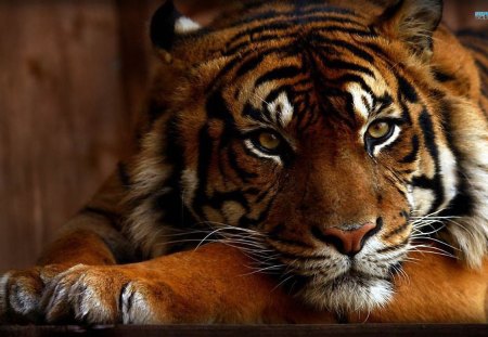 Stunning Tiger