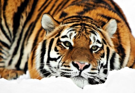 Just Chillin' - snow, animal, tiger, cat