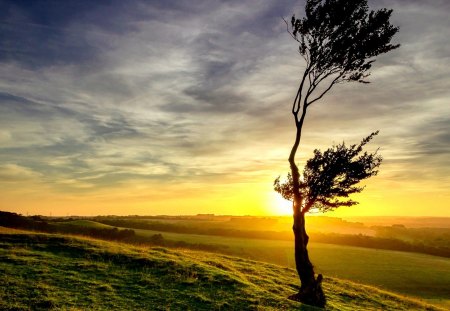 BEAUTIFUL DAWN - field, tree, sunset, sunrise