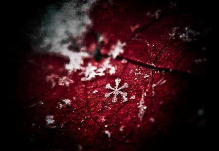 * - leaf, snowflake, photography, red