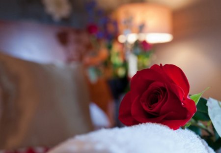 Beautiful Red Rose - beautiful, red, photography, rose, gift