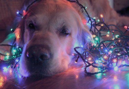 Christmas dog - pretty, magic, christmas eve, christmas balls, red balls, bells, bell, christmas decorations, golden balls, holiday, decorations, xmas, merry christmas, ball, beauty, christmas gifts, new year, gift, orange ball, bow, happy holidays, christmas bells, christmas ball, golden ball, holidays, stars, magic christmas, ribbon, box, golden, christmas gift, decoration, happy new year, balls, beautiful, photography, christmas decoration, lovely, christmas, christmas bell