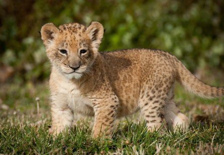 Wild Kitty - animal, cub, wild, kitty