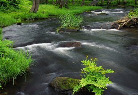 Turbulent River - water, rock, grass, forest, daylight, river, white, nature, green, flowing, day