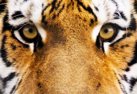 Tiger - movie, eyes, animal, pi, tiger