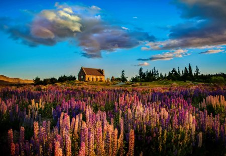 Summer field - summer, beautiful, cottage, cabin, field, nature, colorful, lupin, meadow, flowers, delight, fragrance, sky, nice, scent, lovely, house