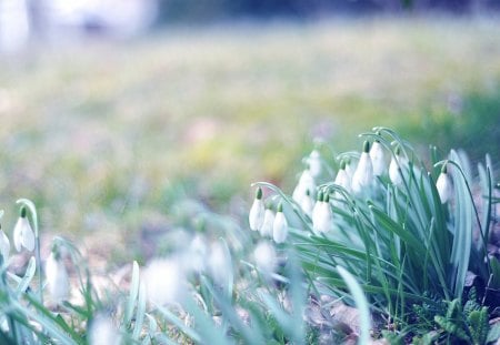 Snowdrops - flowers, nature, beautiful, snowdrops, spring