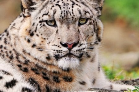 The Elusive Snow Leopard - furry, animal, beautiful, snow leopard, cat