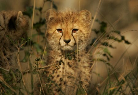 Sweet Cheetah Cub - cub, adorable, cat, animal, cheetah