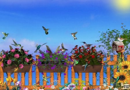 Crystal's Hummingbirds - flowers, hummingbirds, birds, nature