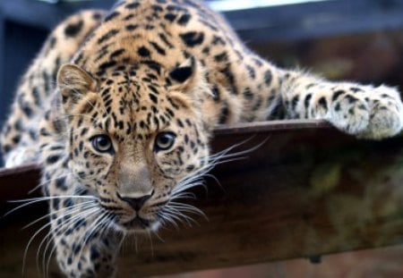 leopard cub - cat, leopard, wild, cub