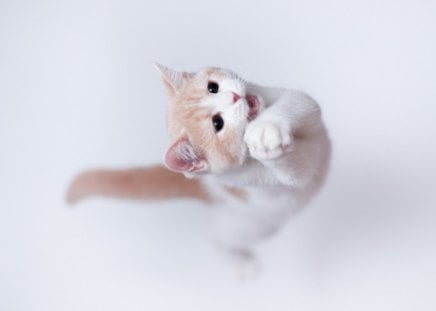 kitten playing - cats, kitten, animals, playing