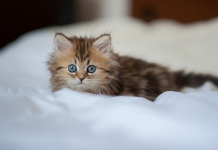 kitten in the snow - winter, cat, snow, kitten