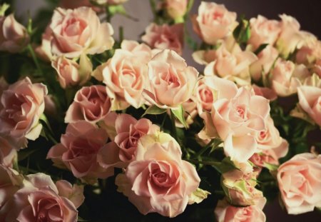 ♥roses♥ - roses, flowers, beauty, nature