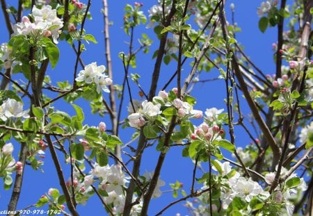 Apple Blossoms - nature, apple blossoms, kr productions, spring