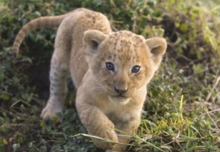 African Lion Cub - lion, cub, wild, african